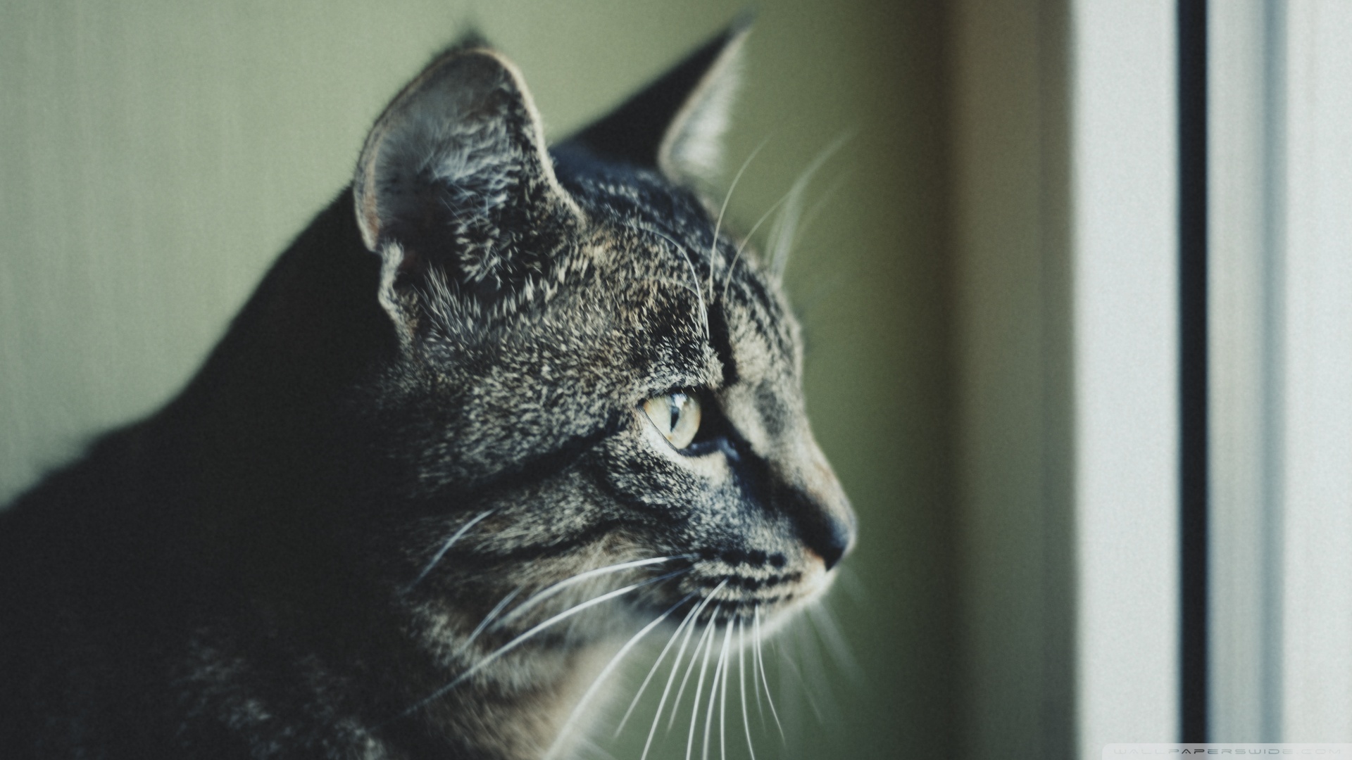 kedi temali wallpaper 17