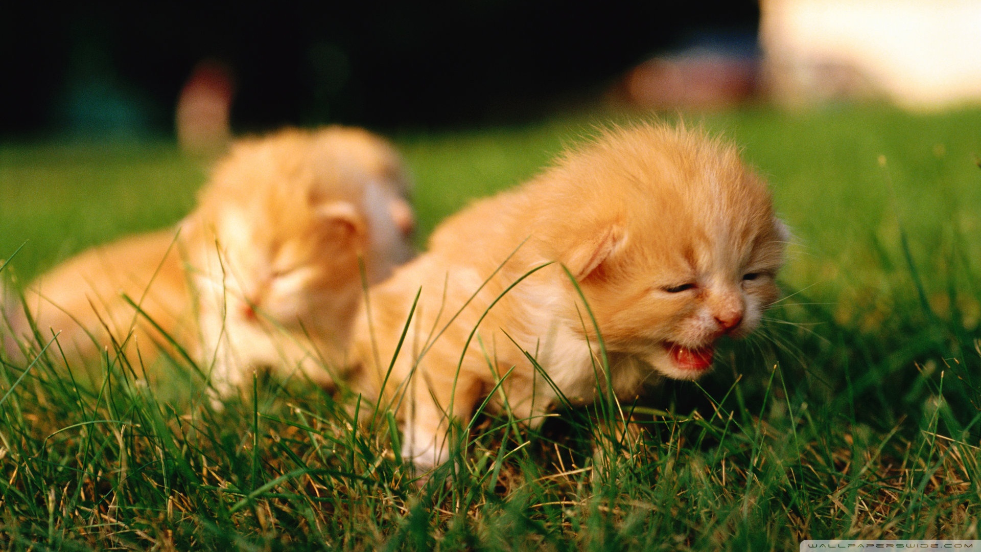 kedi temali wallpaper 18