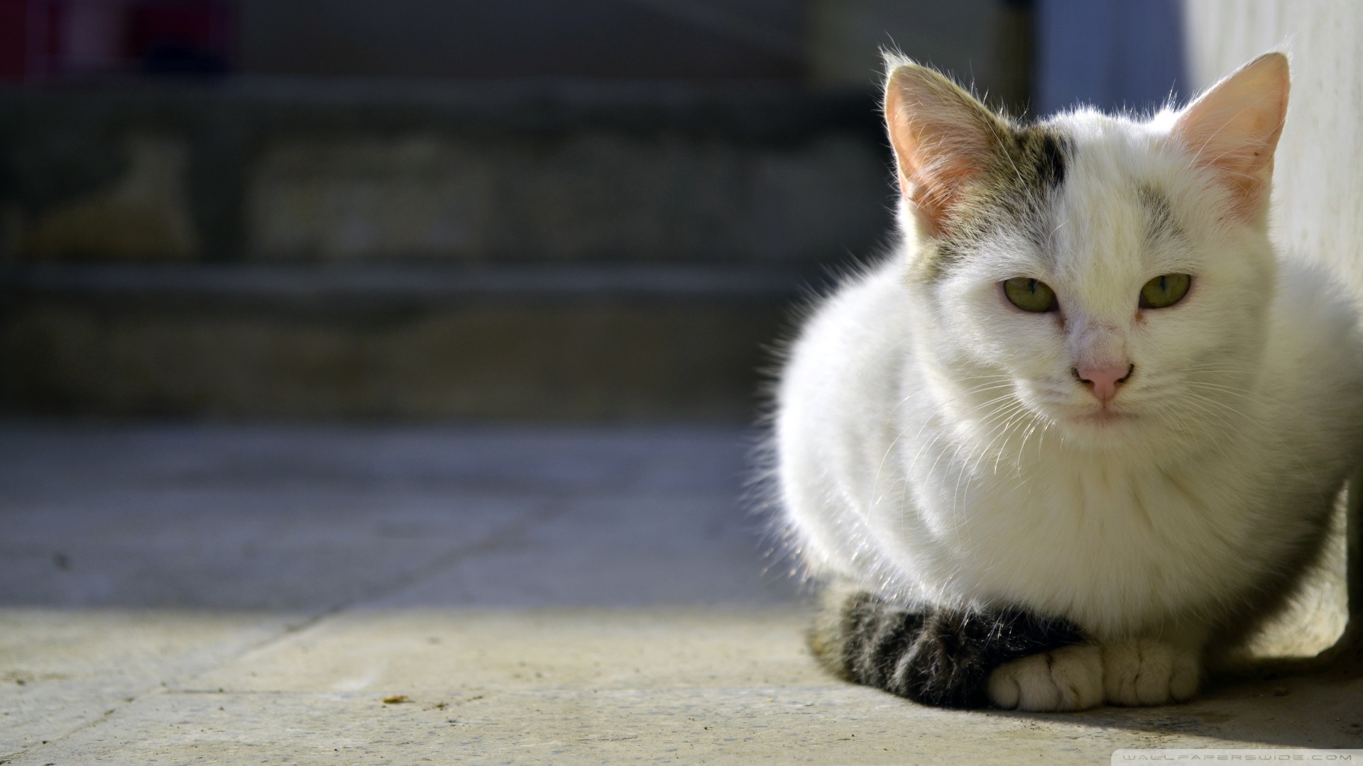 kedi temali wallpaper 19