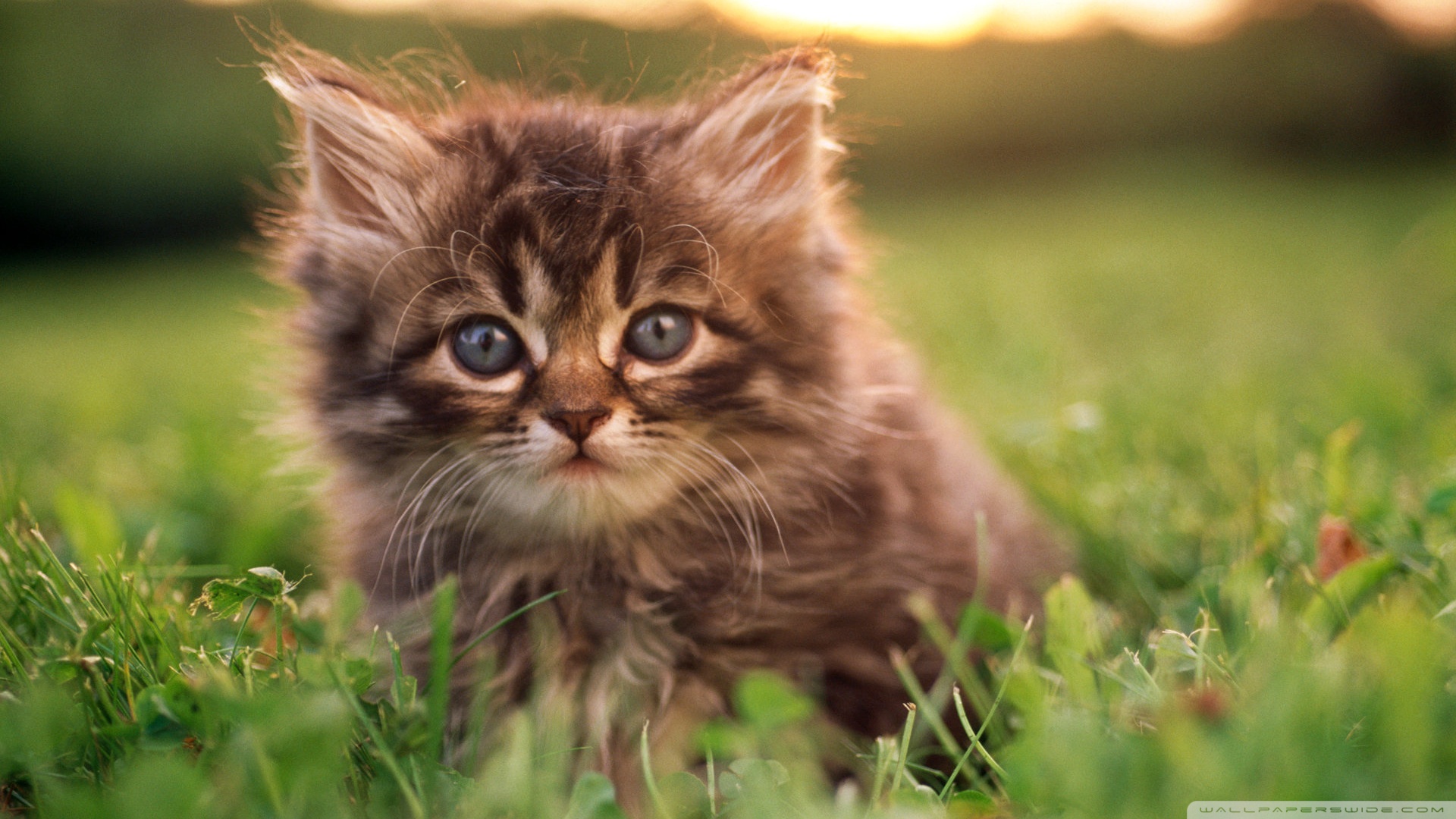 kedi temali wallpaper 2