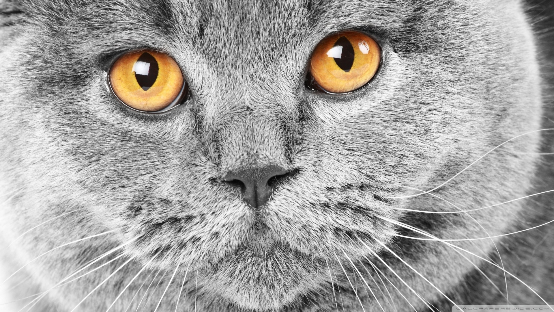 kedi temali wallpaper 20