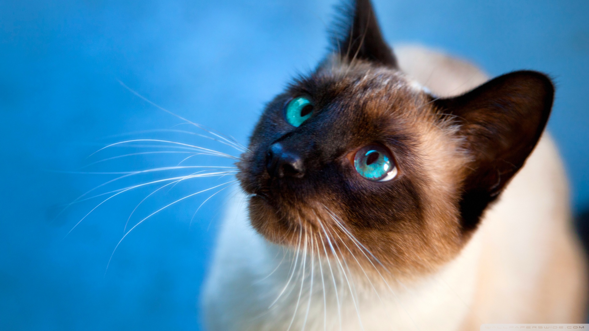 kedi temali wallpaper 21