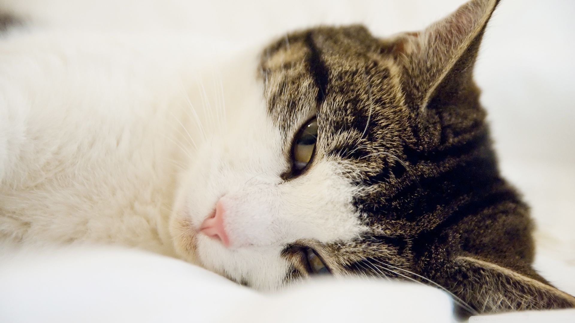 kedi temali wallpaper 22