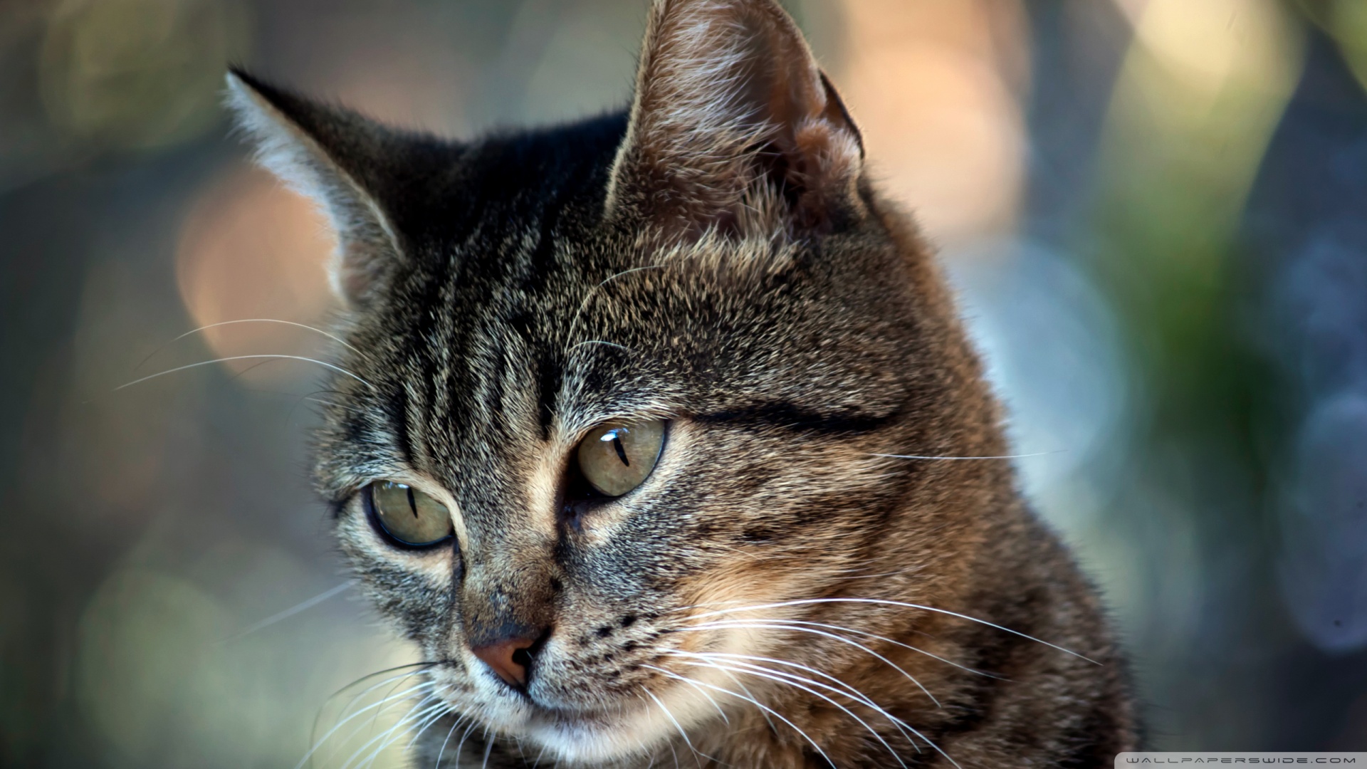 kedi temali wallpaper 23