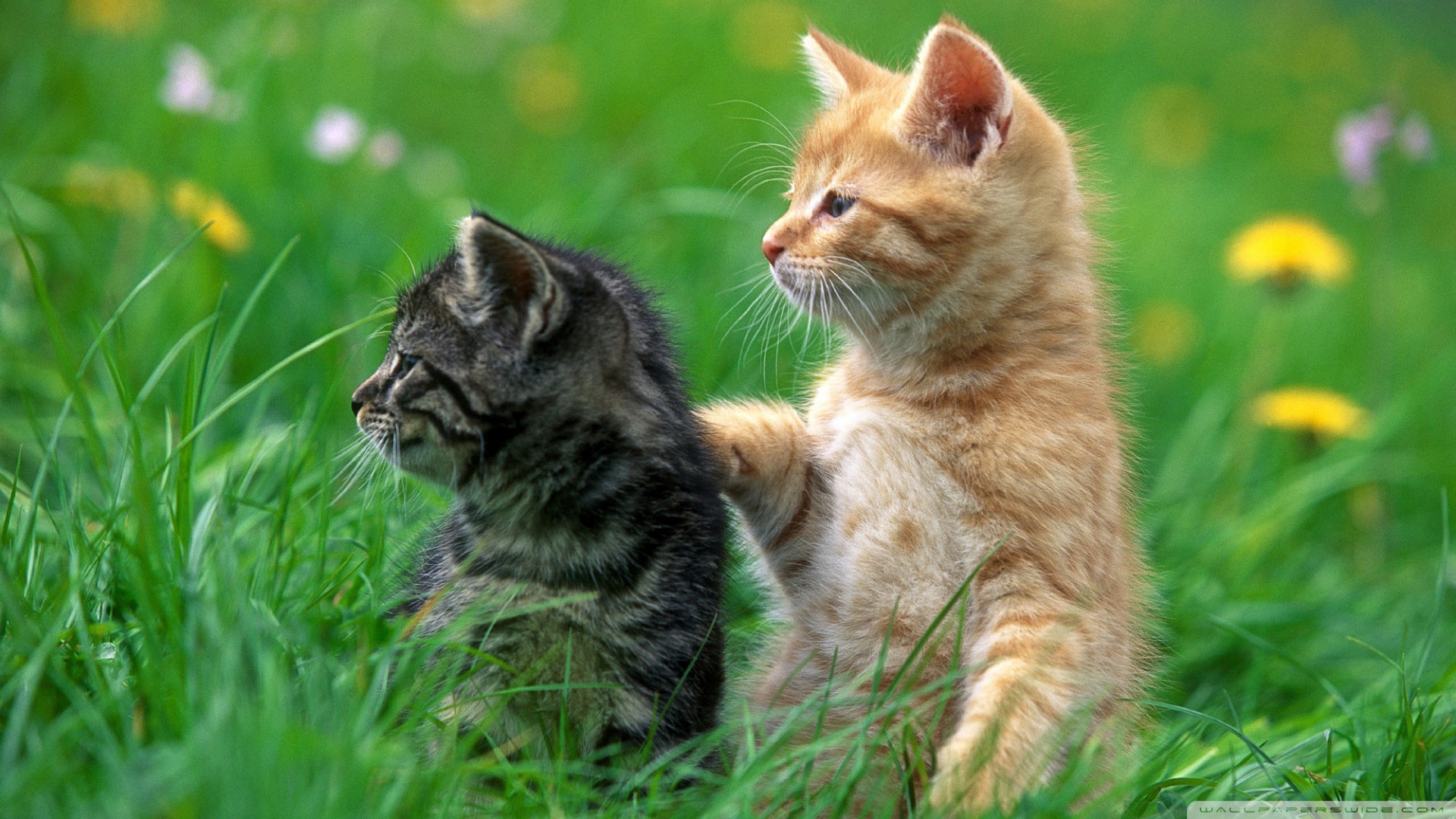 kedi temali wallpaper 24