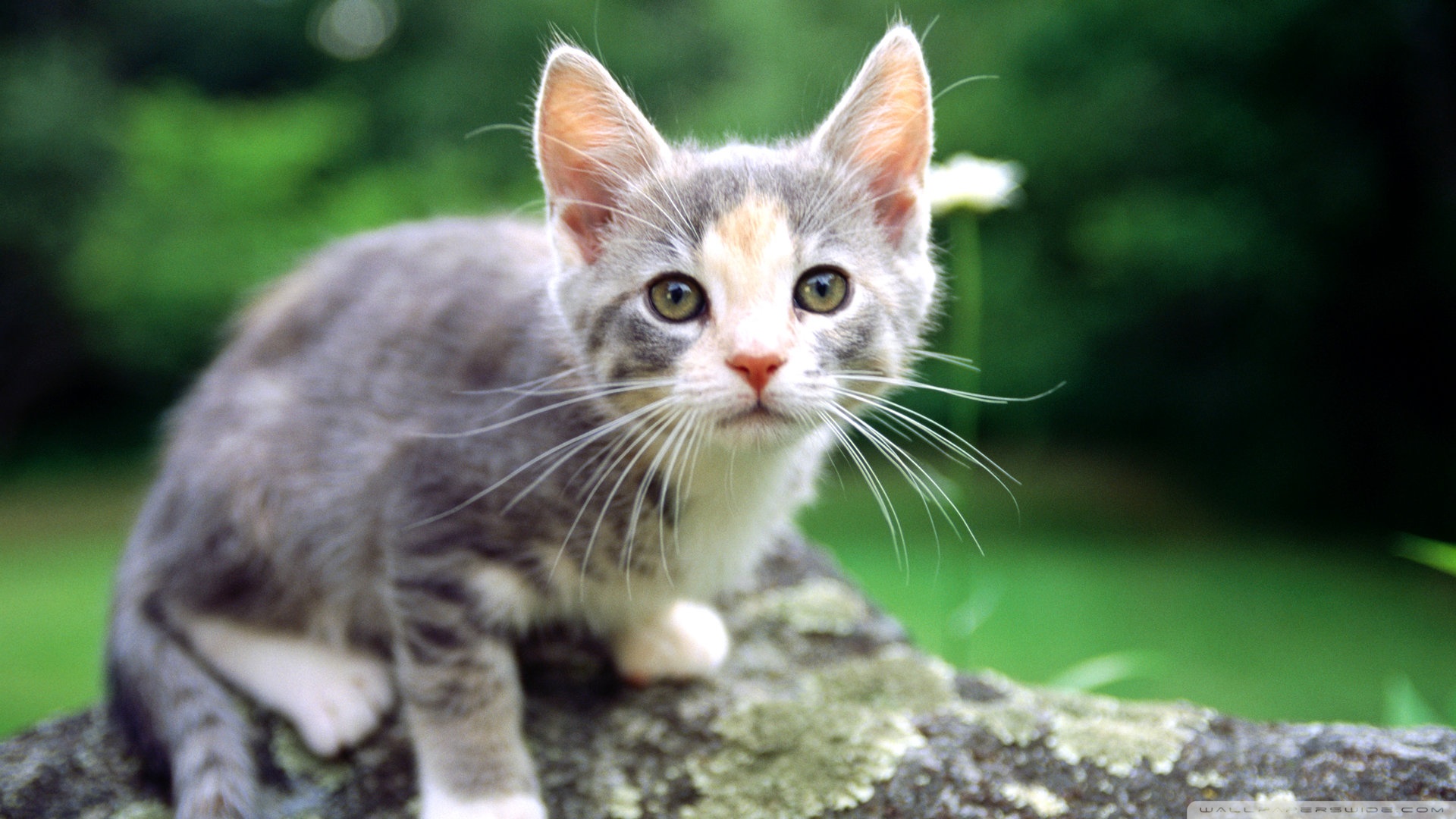 kedi temali wallpaper 25