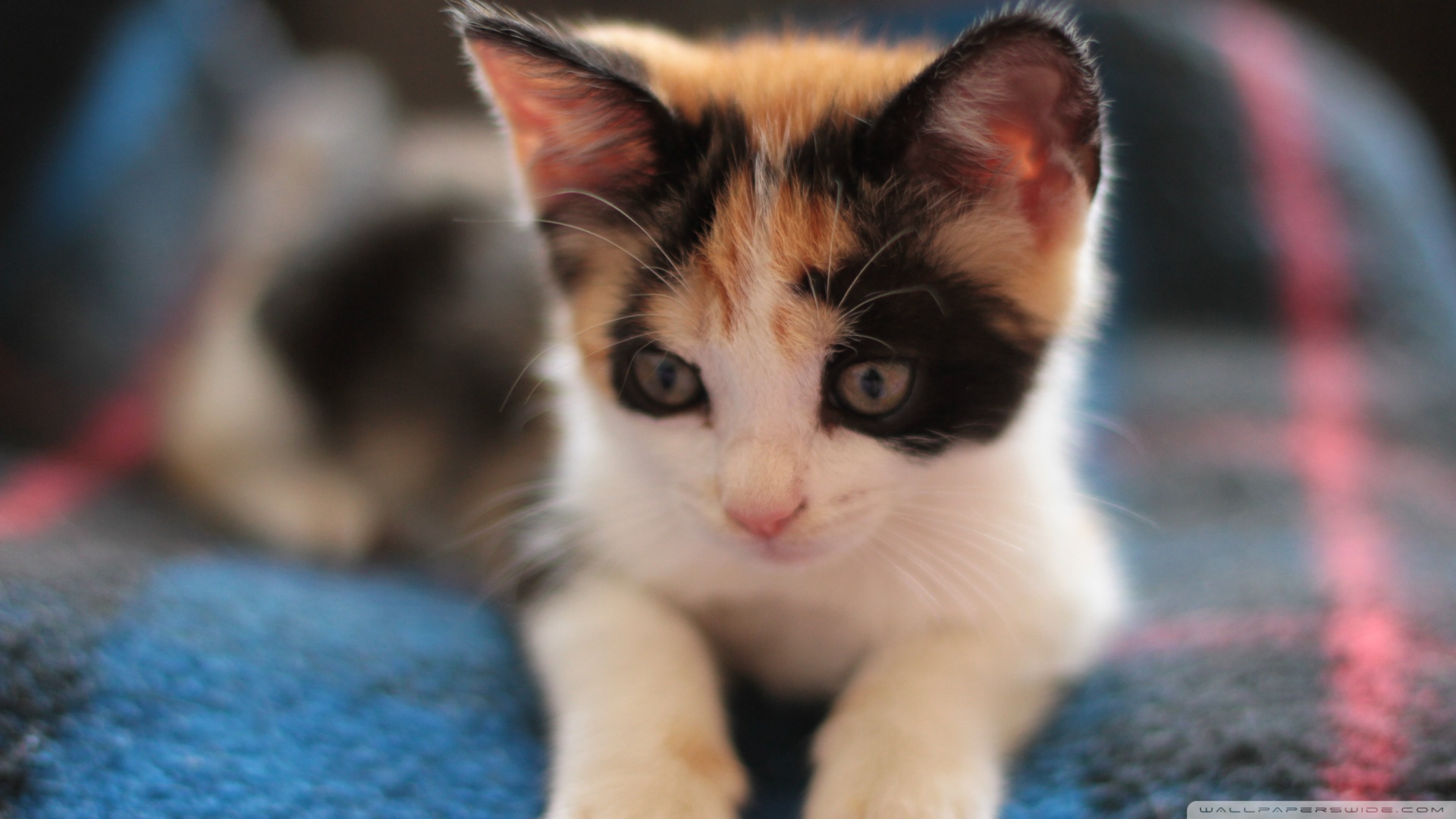 kedi temali wallpaper 4