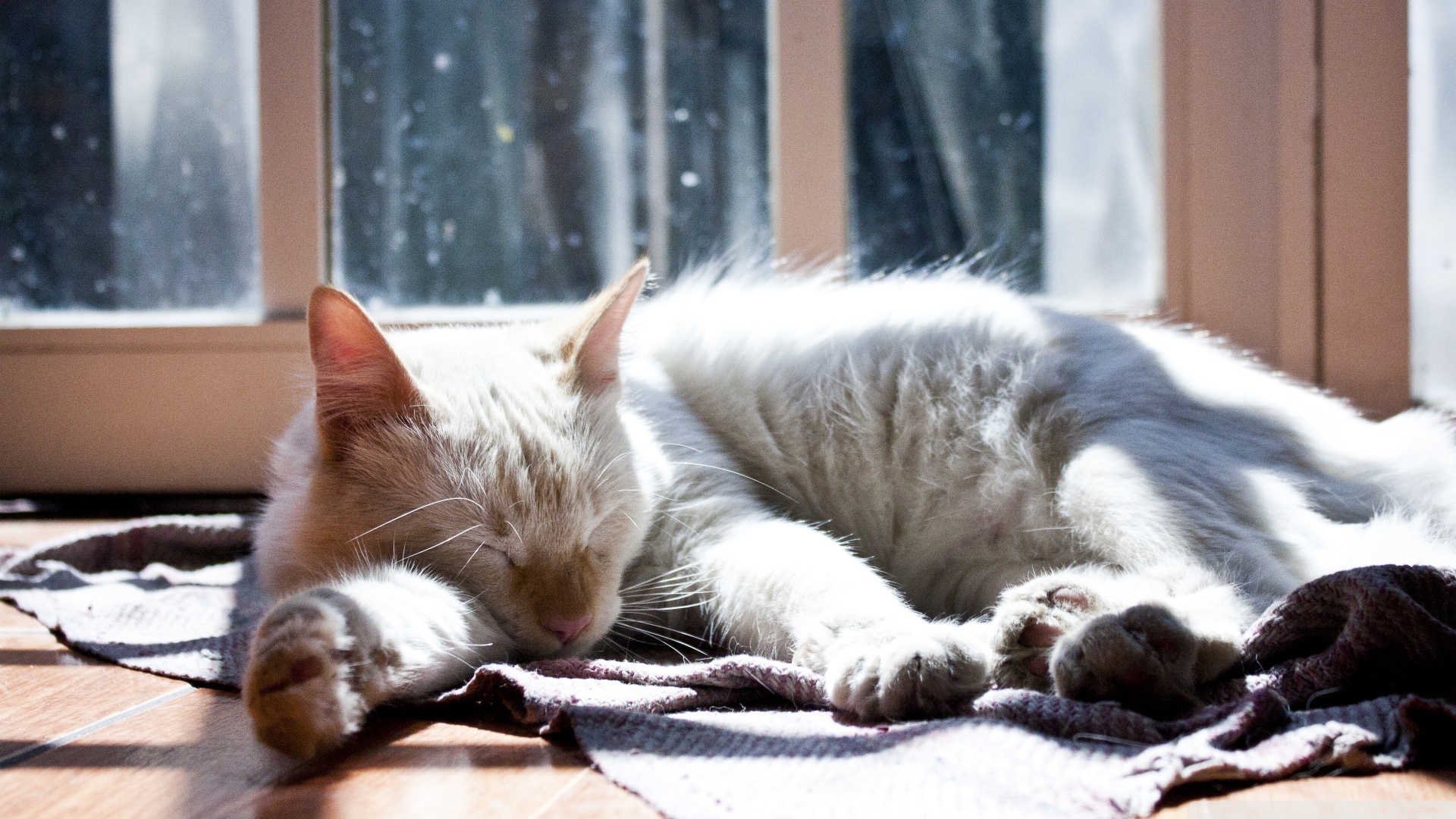 kedi temali wallpaper 5