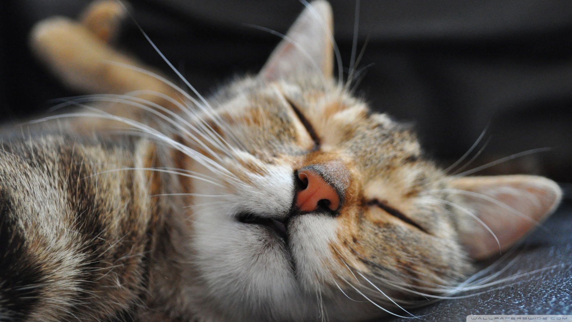 kedi temali wallpaper 8
