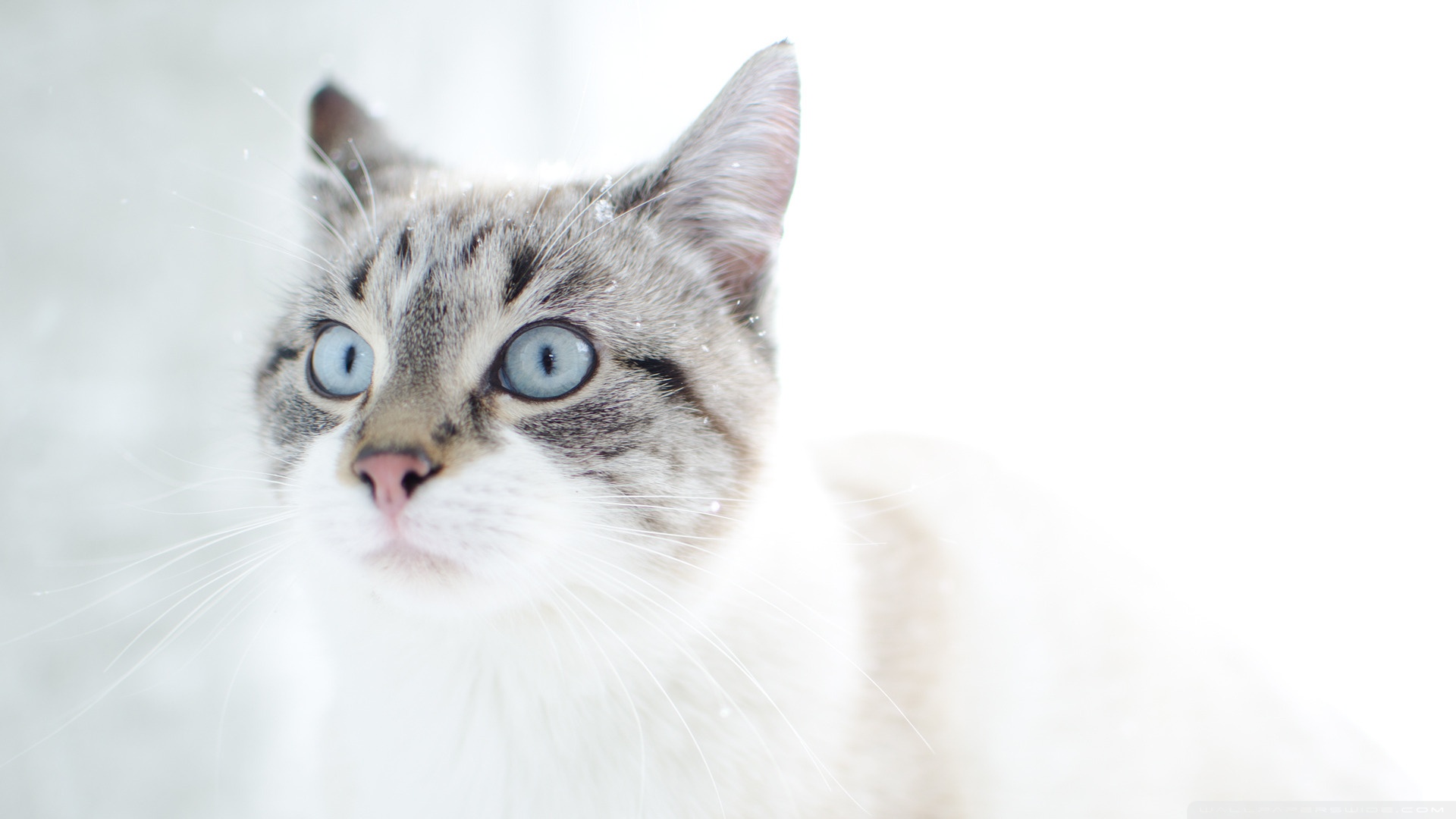 kedi temali wallpaper 9