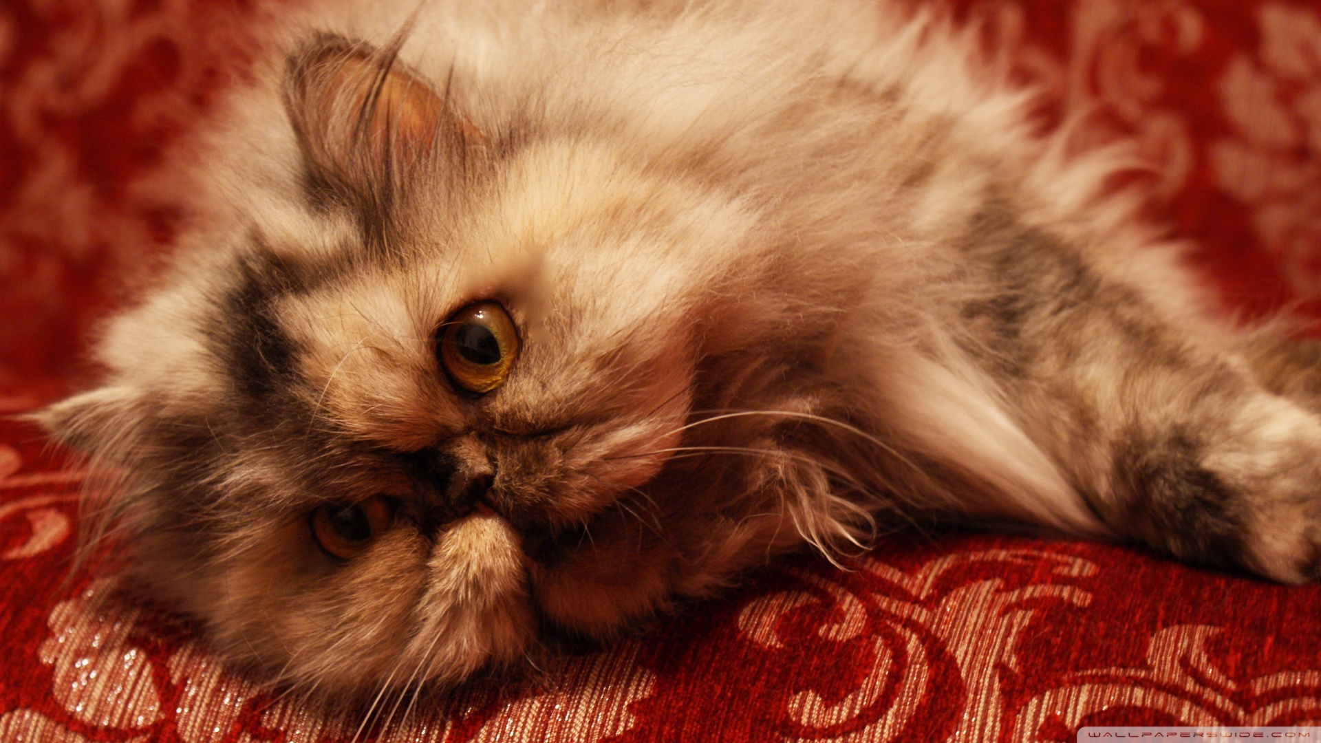 kedi temali wallpaper 10