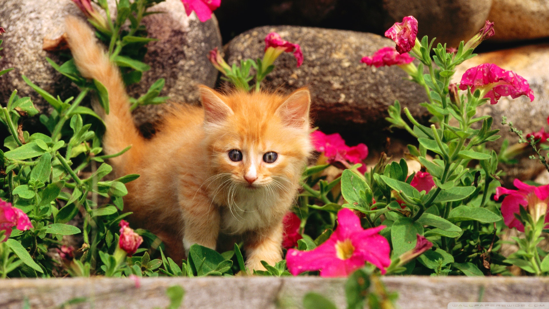 kedi temali wallpaper 11