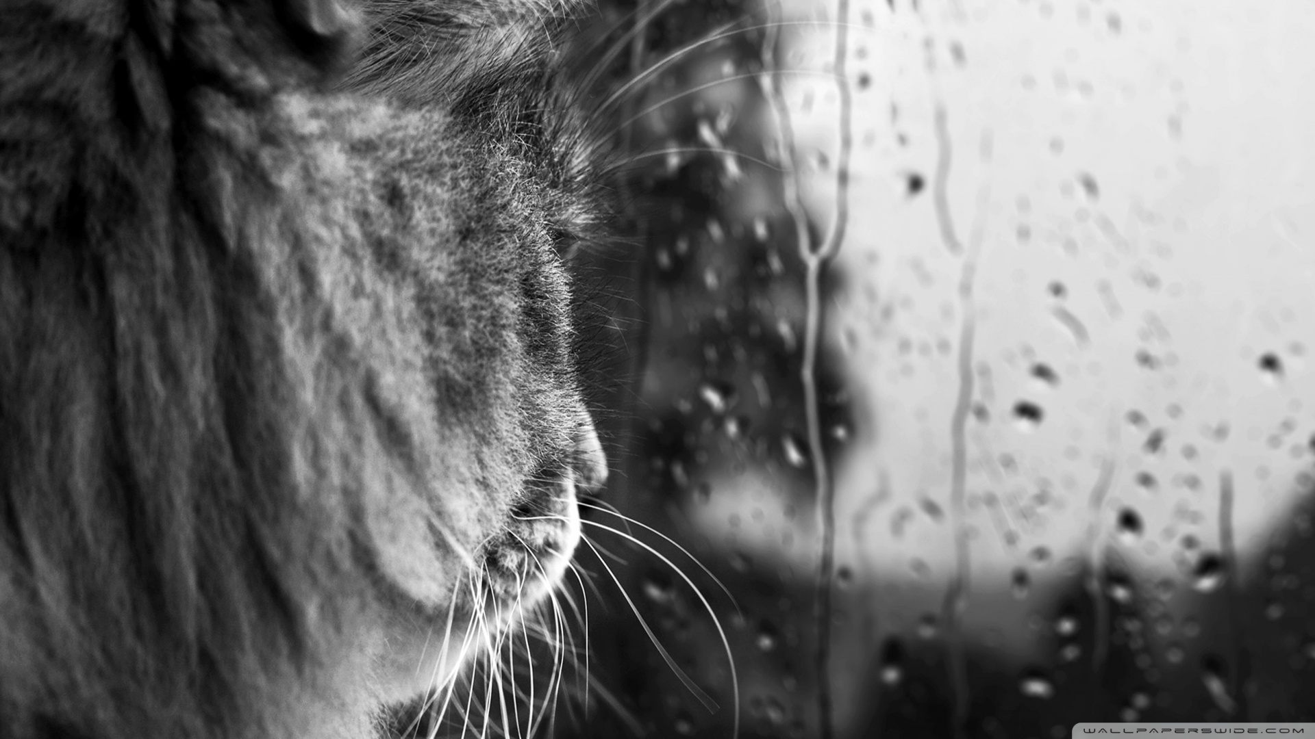 kedi temali wallpaper 12
