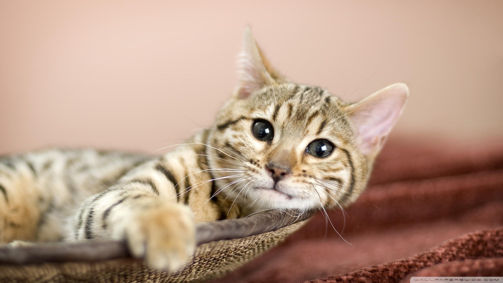 kedi temali wallpaper 14