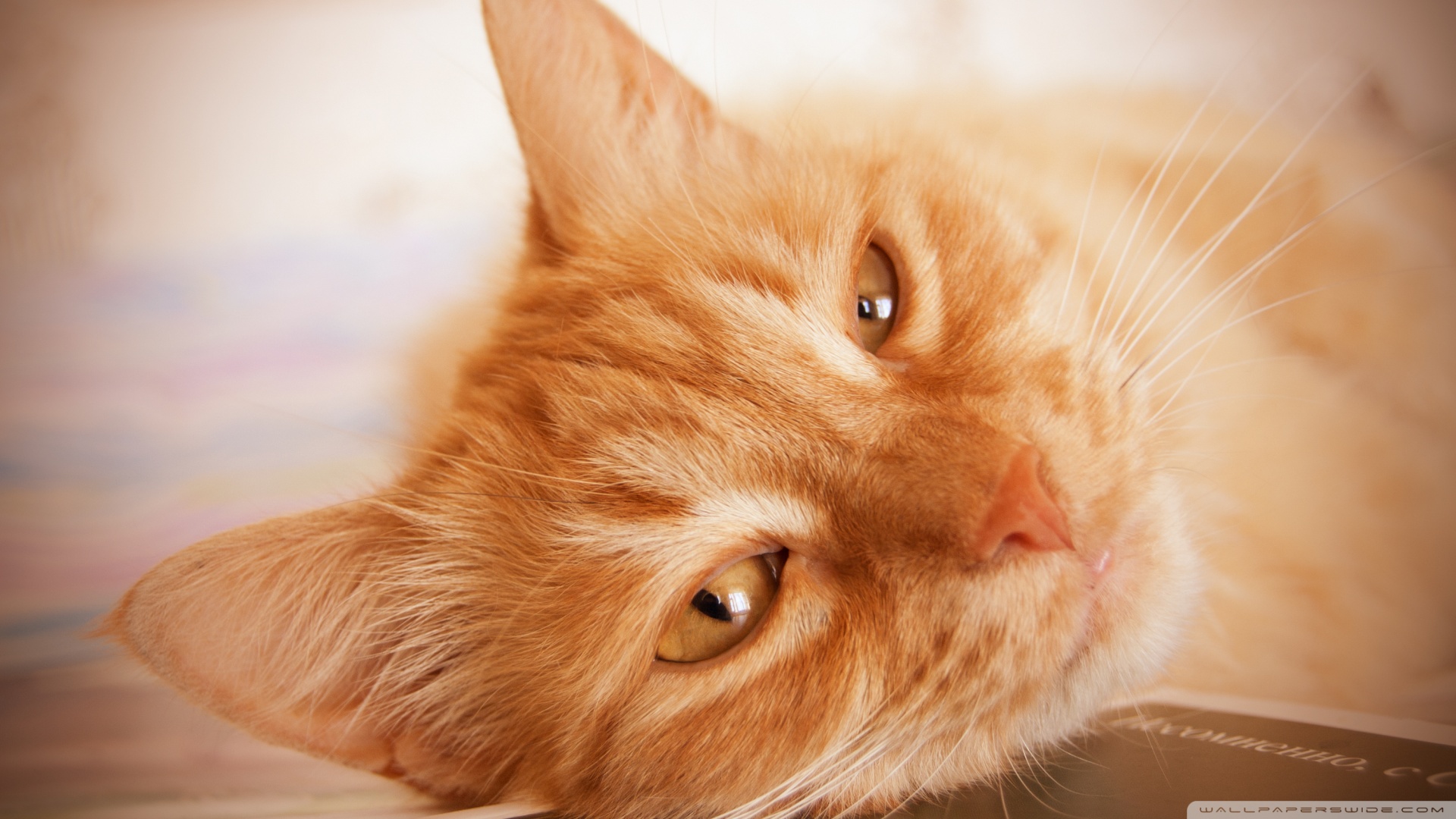 kedi temali wallpaper 16