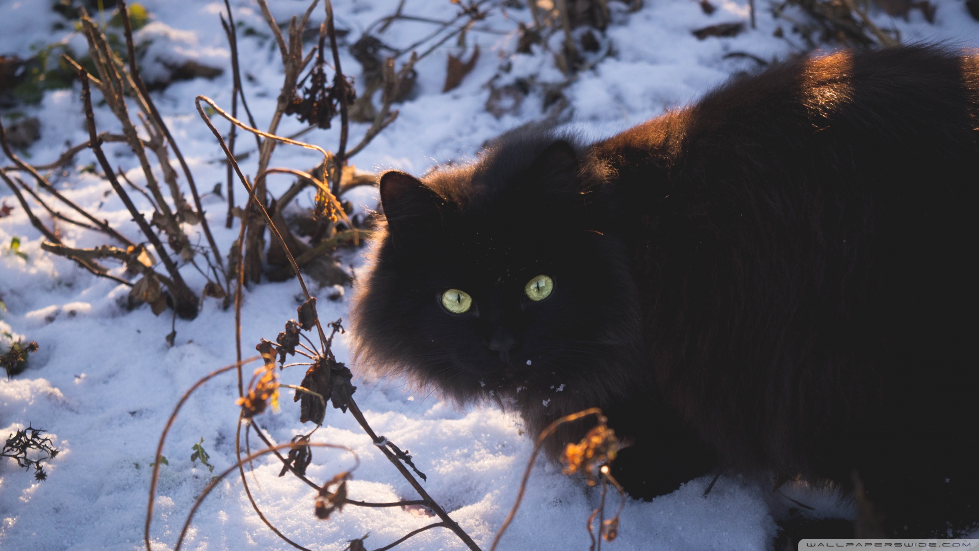 kedi temali wallpaper 17