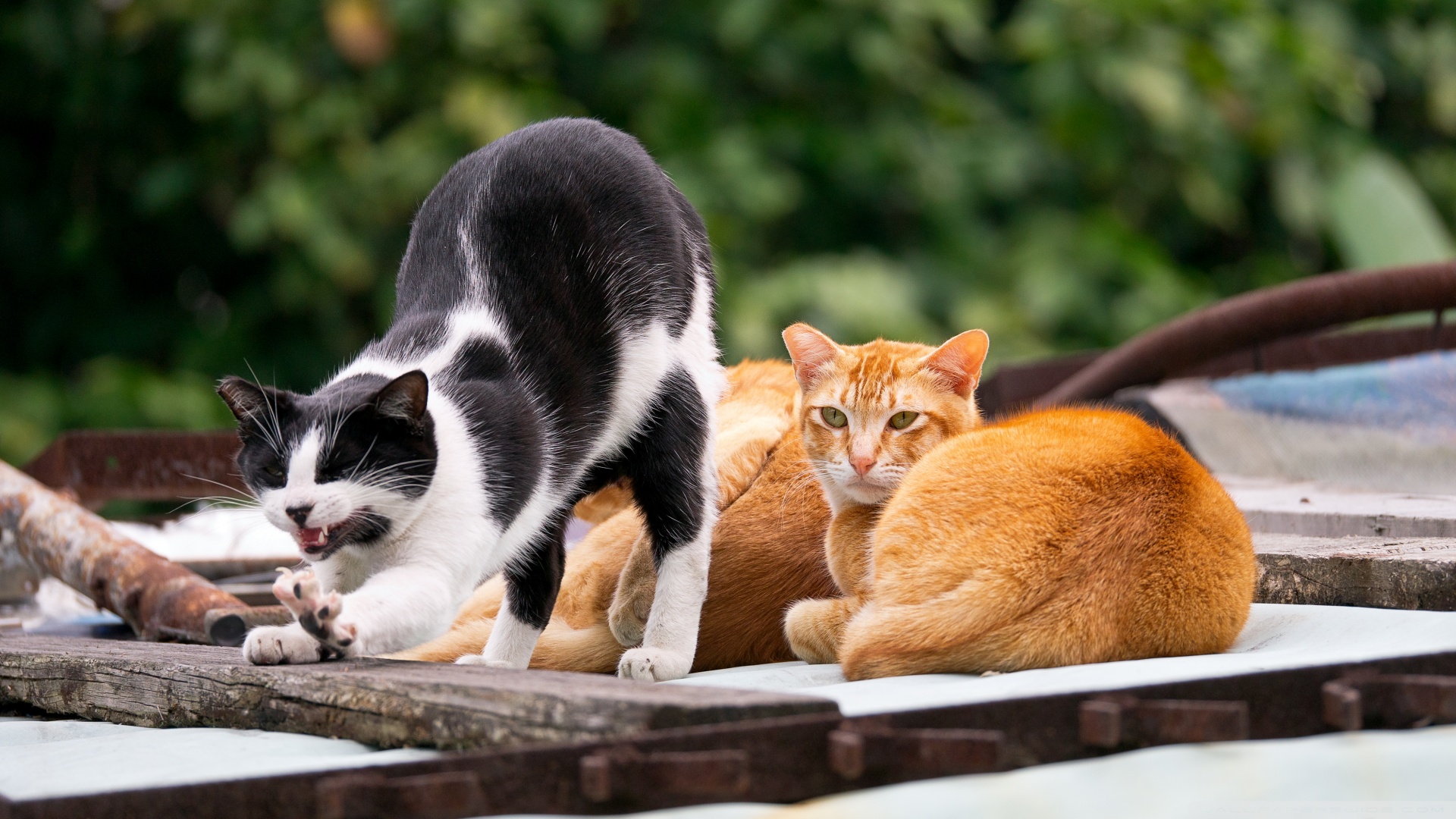 kedi temali wallpaper 18