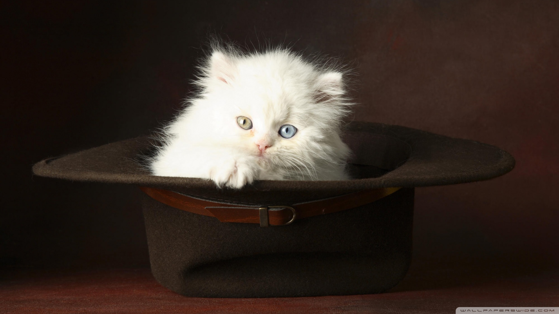 kedi temali wallpaper 19