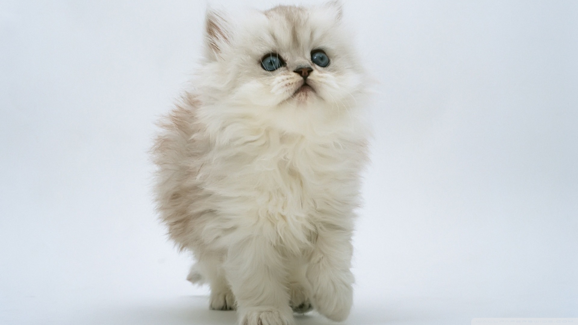 kedi temali wallpaper 21