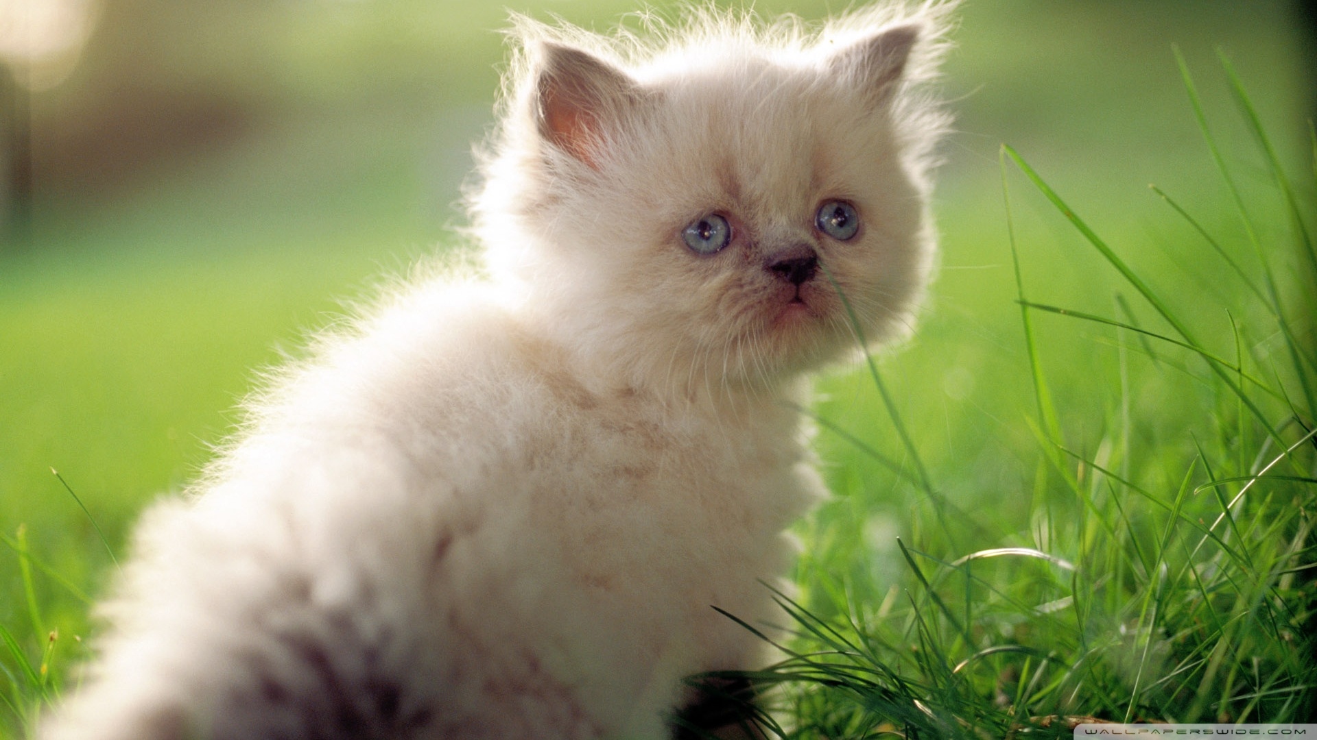 kedi temali wallpaper 23