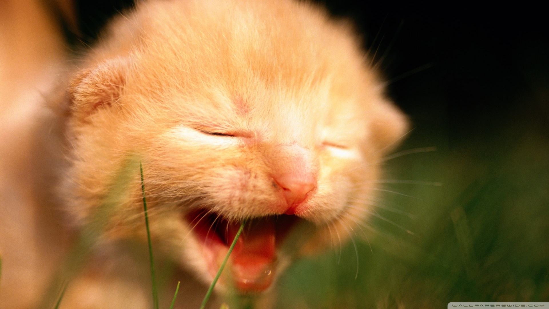 kedi temali wallpaper 7