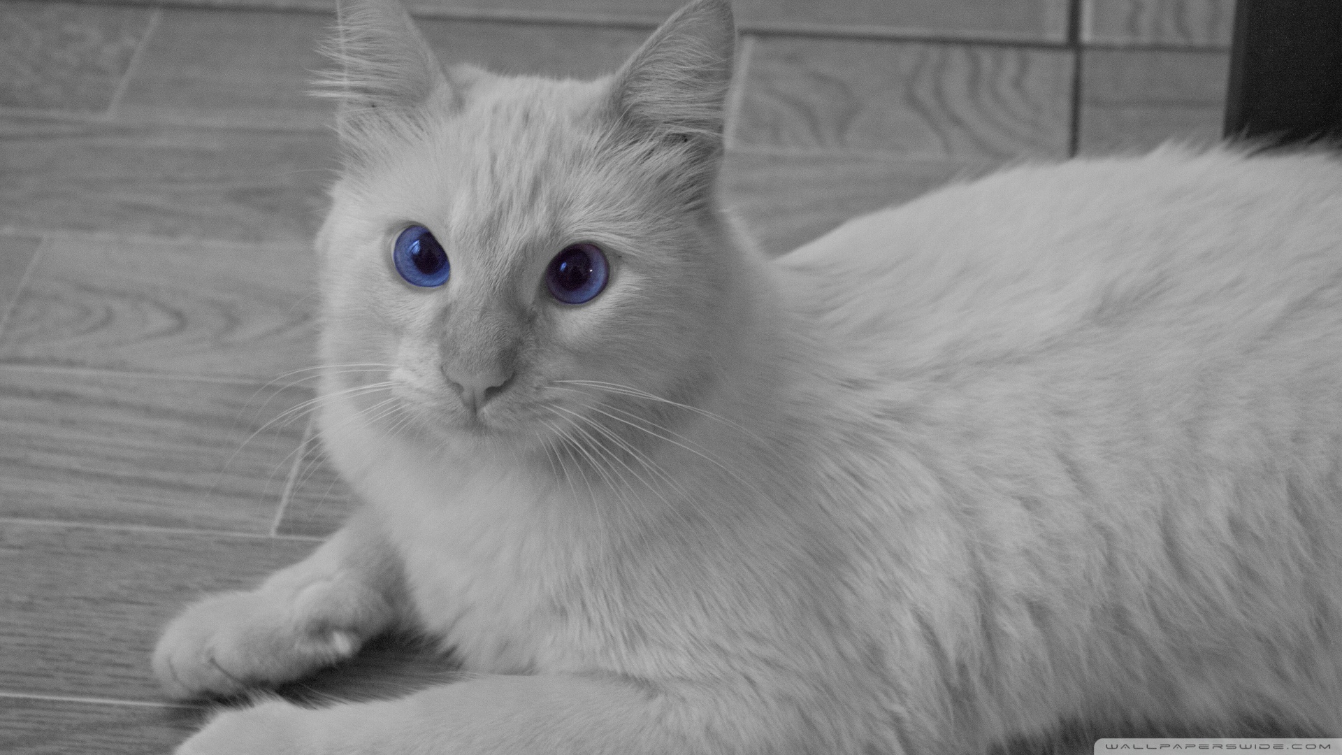 kedi temali wallpaper 9