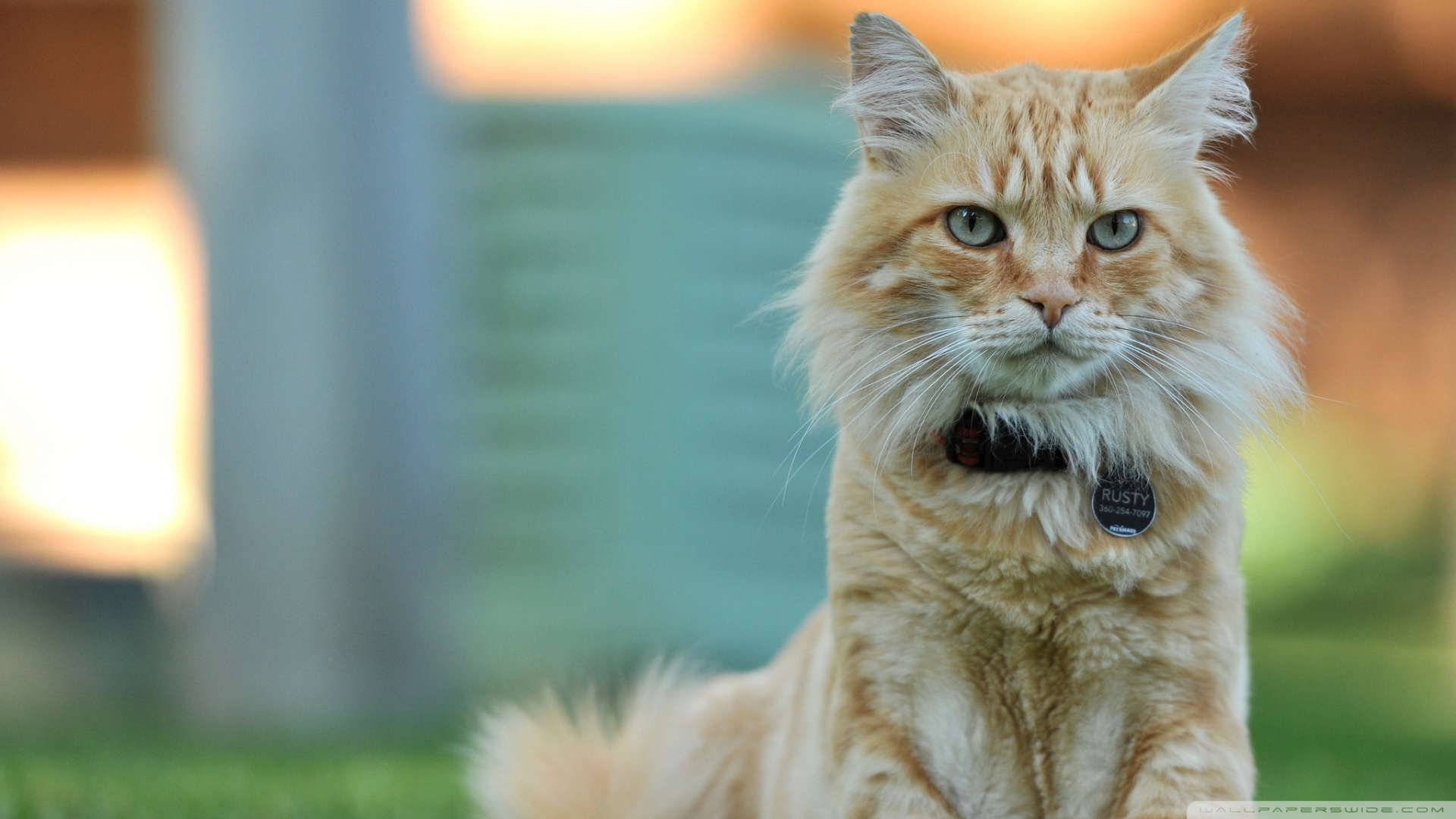 kedi temali wallpaper 15