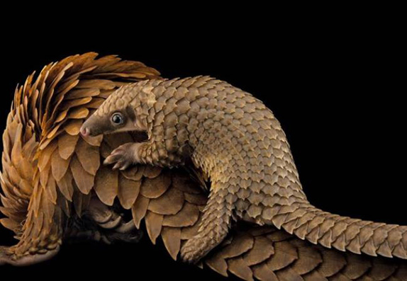 National Geographic en iyi fotograflar 2