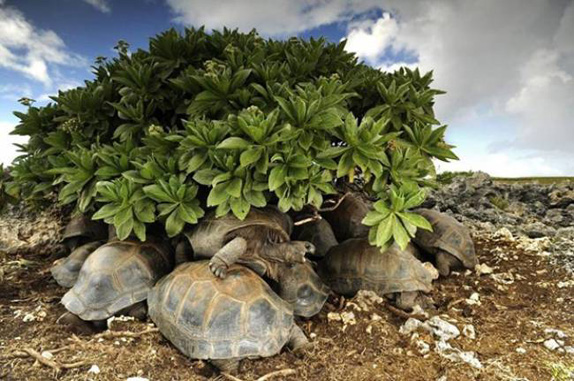 National Geographic en iyi fotograflar 5