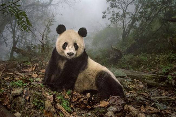 National Geographic en iyi fotograflar 7
