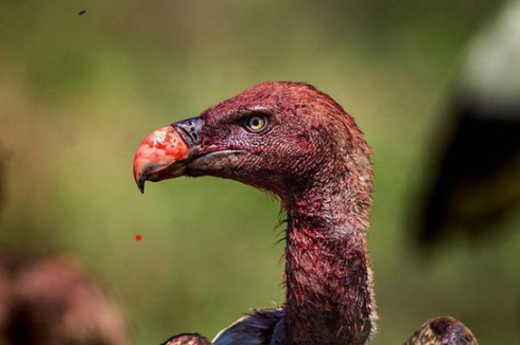 National Geographic en iyi fotograflar 8