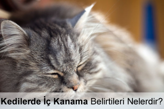 Kedilerde İç Kanama Belirtileri Nelerdir?