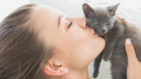 Hayvan Klişeleri - Kedi Hayvan Klişeleri - Kedi
