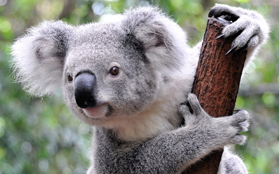 Hayvan Klişeleri - Koala