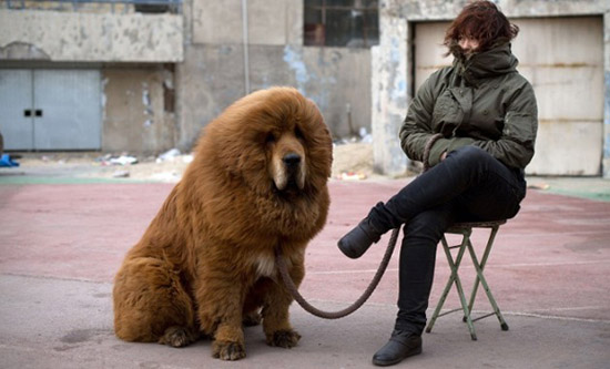 Hayvan Klişeleri - Köpek Hayvan Klişeleri - Köpek