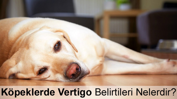 Köpeklerde Vertigo Belirtileri Nelerdir?