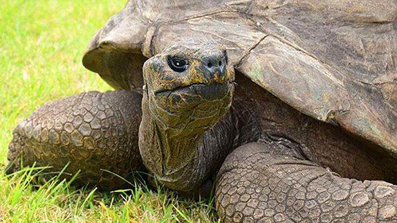 Dünyanın En Yaşlı Kaplumbağası Jonathan