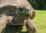 Dünyanın En Yaşlı Kara Hayvanı: Kaplumbağa Jonathan 