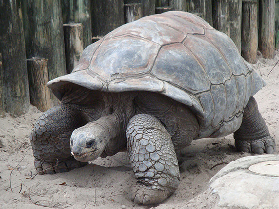Dünyanın En Yaşlı Kaplumbağası Jonathan Kaç Yaşında?